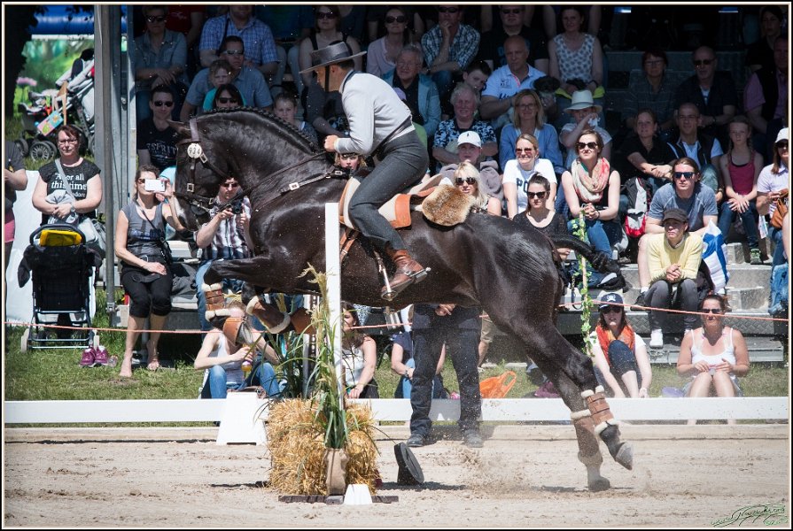 Pferd International 087